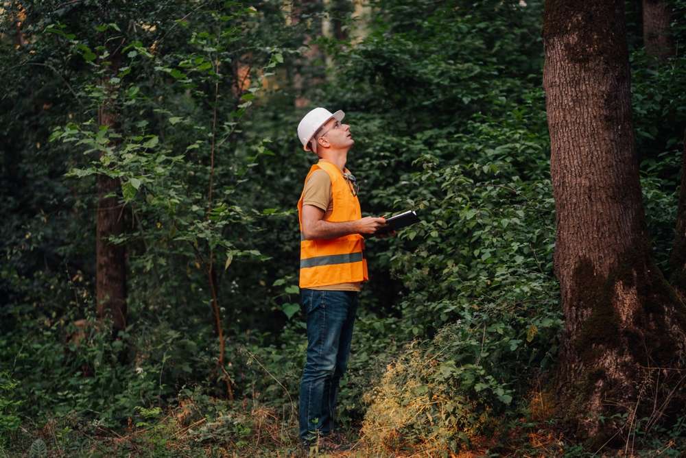 Arborist performing a tree health assessment and inspecting the trunk and canopy for signs of stress or damage